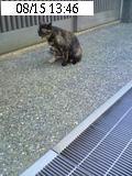 ねこ